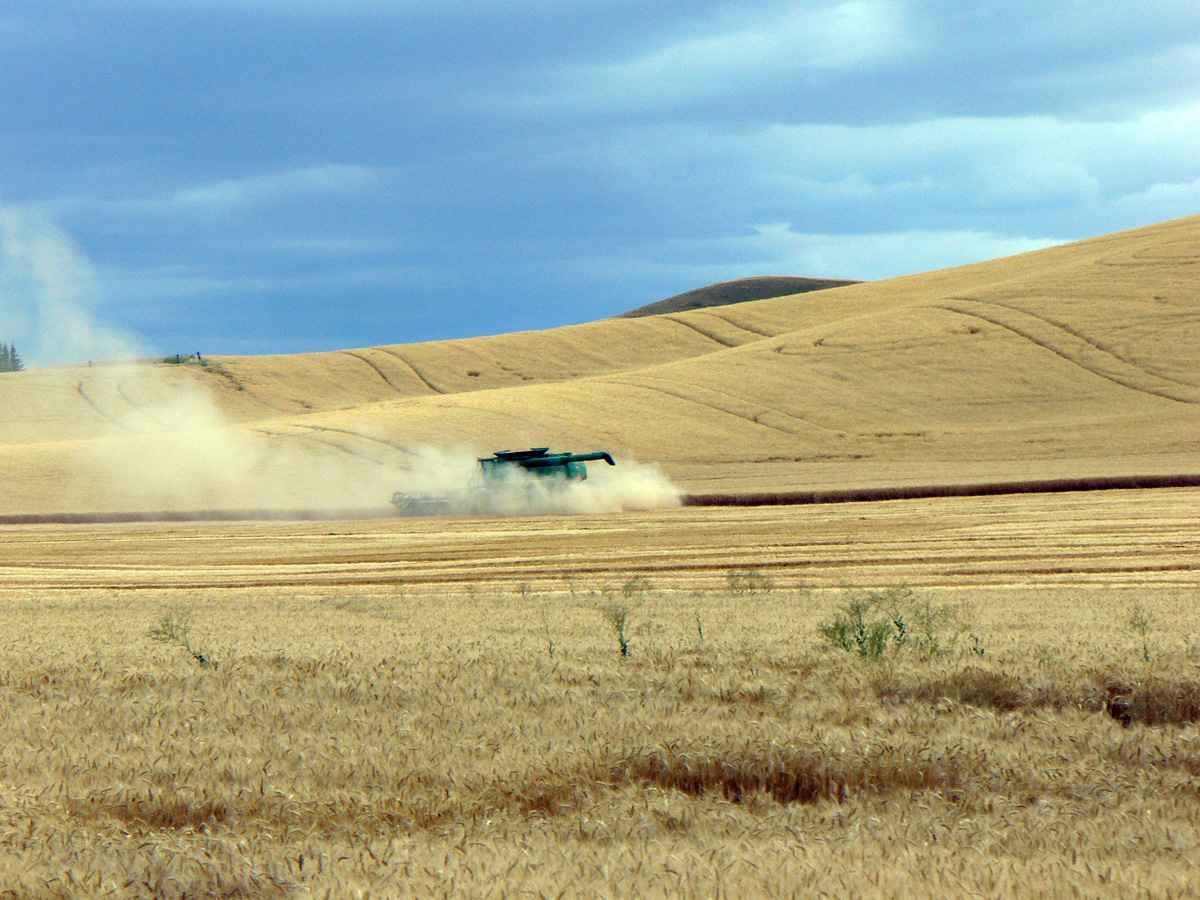 Grain smoke by Susan Fluegel